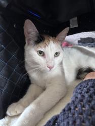 Found/Stray Unknown Cat last seen Willowbrook St, Joyce Dr, N Ventura Rd, Port Hueneme, CA 93041