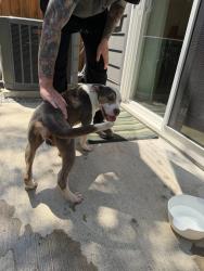 Found/Stray Female Dog last seen Queen ave x sultana, Nashville, TN 37207