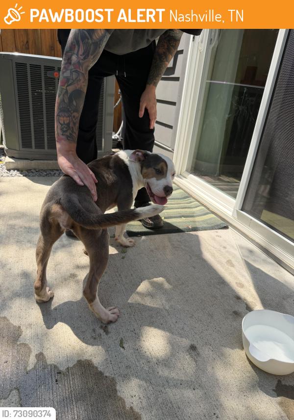 Found/Stray Female Dog last seen Queen ave x sultana, Nashville, TN 37207