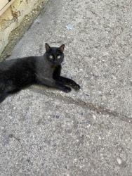 Found/Stray Unknown Cat last seen Near canyon road, Ogden, UT 84404