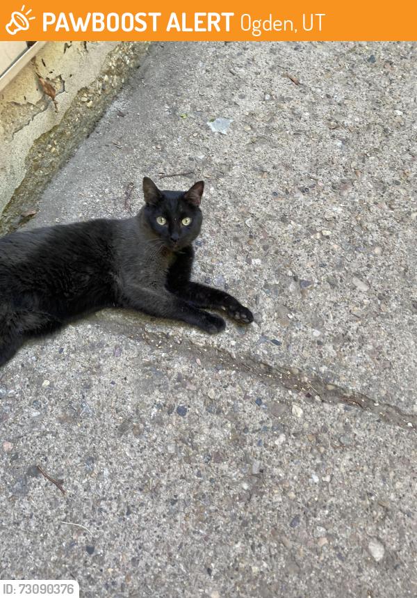 Found/Stray Unknown Cat last seen Near canyon road, Ogden, UT 84404