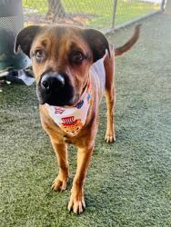 Shelter Stray Male Dog last seen W 24 ST, 3599 NW 79th Ave, Doral, FL 33122, USA