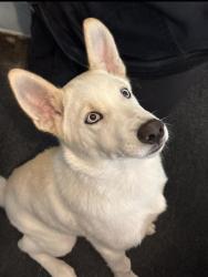 Shelter Stray Unknown Dog last seen Near BLK E 19TH ST, SIGNAL HILL 90755, Long Beach, CA 90755, USA