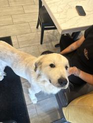 Found/Stray Female Dog last seen by inca maya, Norcross, GA 30071