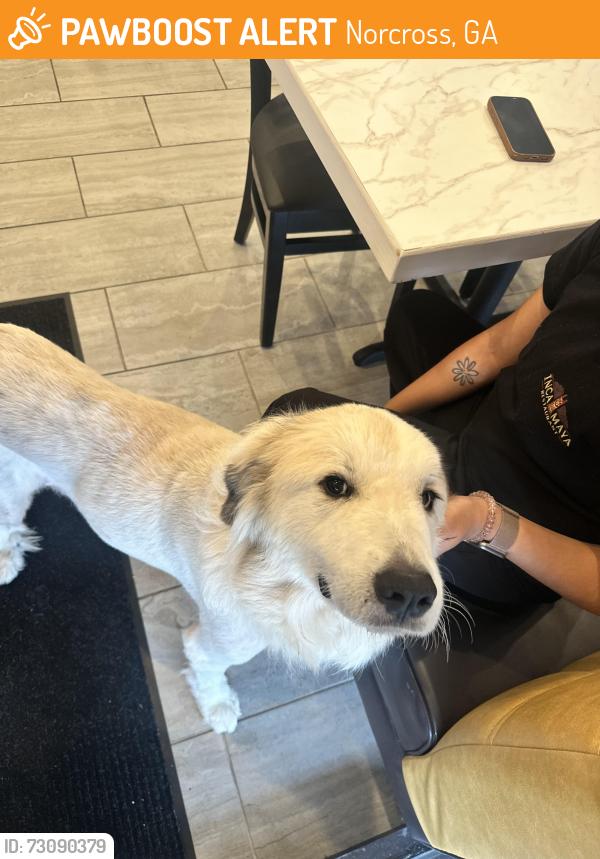 Found/Stray Female Dog last seen by inca maya, Norcross, GA 30071