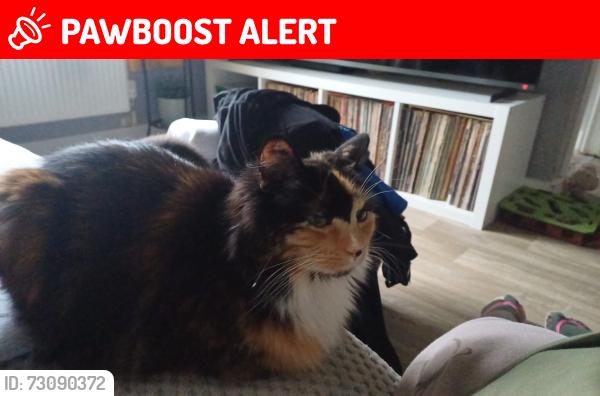 Lost Female Cat last seen Colchester hosp, Essex, England CO4 5SD