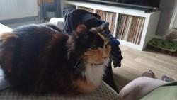 Lost Female Cat last seen Colchester hosp, Essex, England CO4 5SD