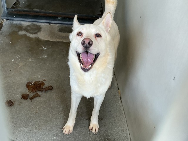 Shelter Stray Male Dog last seen Near BLOCK REDLANDS, 333 Chandler Pl, San Bernardino, CA 92408, USA