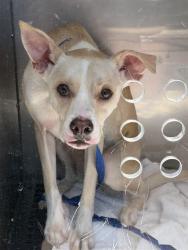 Shelter Stray Male Dog last seen Near BLOCK BALBOA / LOVE BAKERY SHOP, 1419 Bryant St, San Francisco, CA 94103, USA