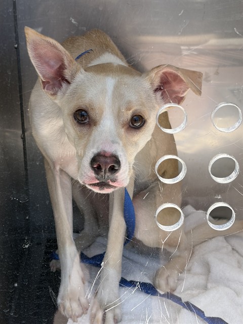 Shelter Stray Male Dog last seen Near BLOCK BALBOA / LOVE BAKERY SHOP, 1419 Bryant St, San Francisco, CA 94103, USA