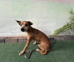 Shelter Stray Female Dog last seen , 4275 Elton St, Baldwin Park, CA 91706, USA