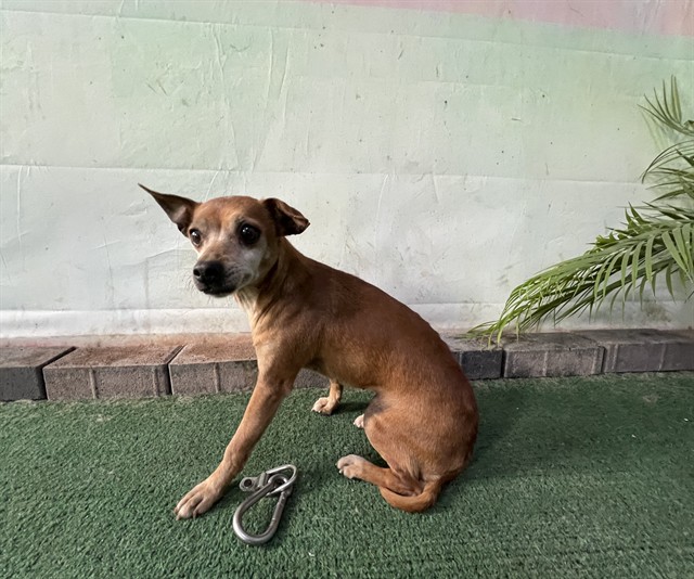 Shelter Stray Female Dog last seen , 4275 Elton St, Baldwin Park, CA 91706, USA