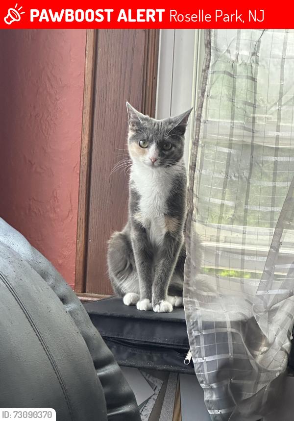 Lost Female Cat last seen E Colfax Ave  and E Lincoln ave, Roselle Park, NJ 07204