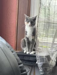 Lost Female Cat last seen E Colfax Ave  and E Lincoln ave, Roselle Park, NJ 07204