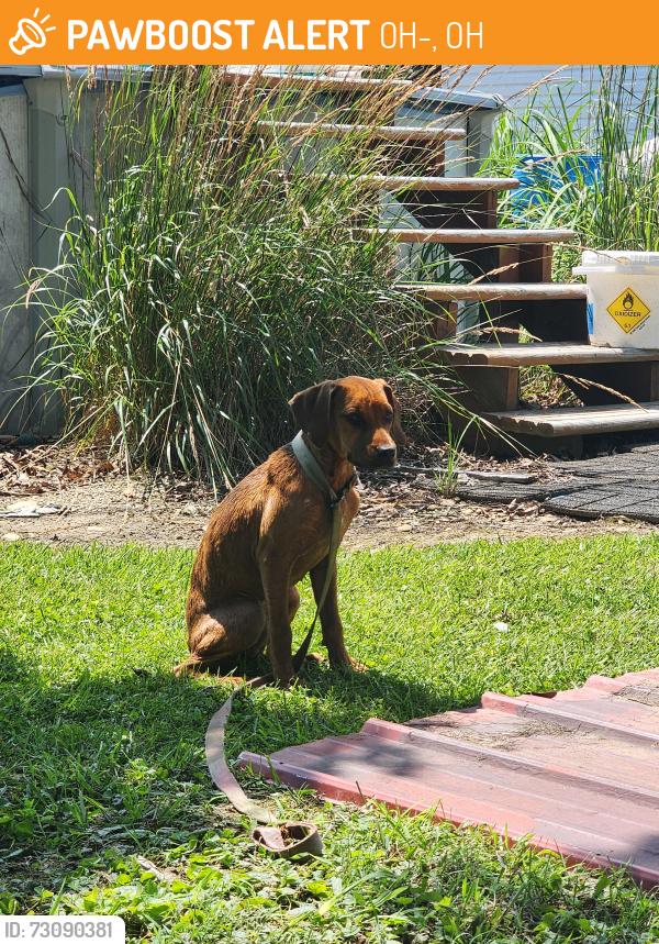Found/Stray Female Dog last seen Nipgen on 772, OH-772, OH 45661
