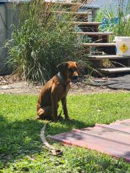 Found/Stray Female Dog last seen Nipgen on 772, OH-772, OH 45661