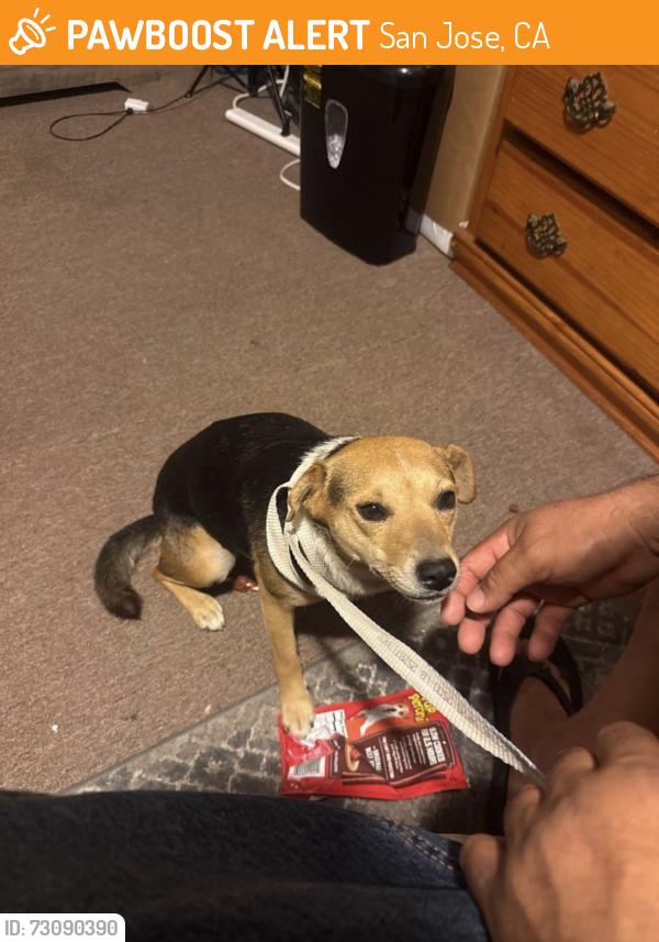 Found/Stray Unknown Dog last seen San Jose City College, San Jose, CA 95128