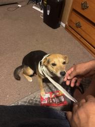 Found/Stray Unknown Dog last seen San Jose City College, San Jose, CA 95128