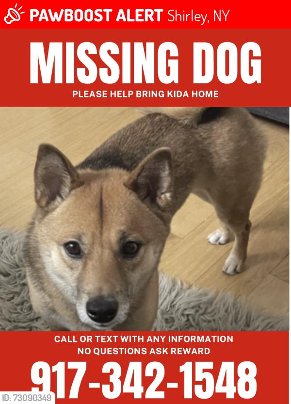 Lost Female Dog last seen Floyd drive cross street Alcolade drive, landmark Mastic Beach post office 11951 on Mastic road, Shirley, NY 11967