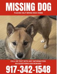 Lost Female Dog last seen Floyd drive cross street Alcolade drive, landmark Mastic Beach post office 11951 on Mastic road, Shirley, NY 11967