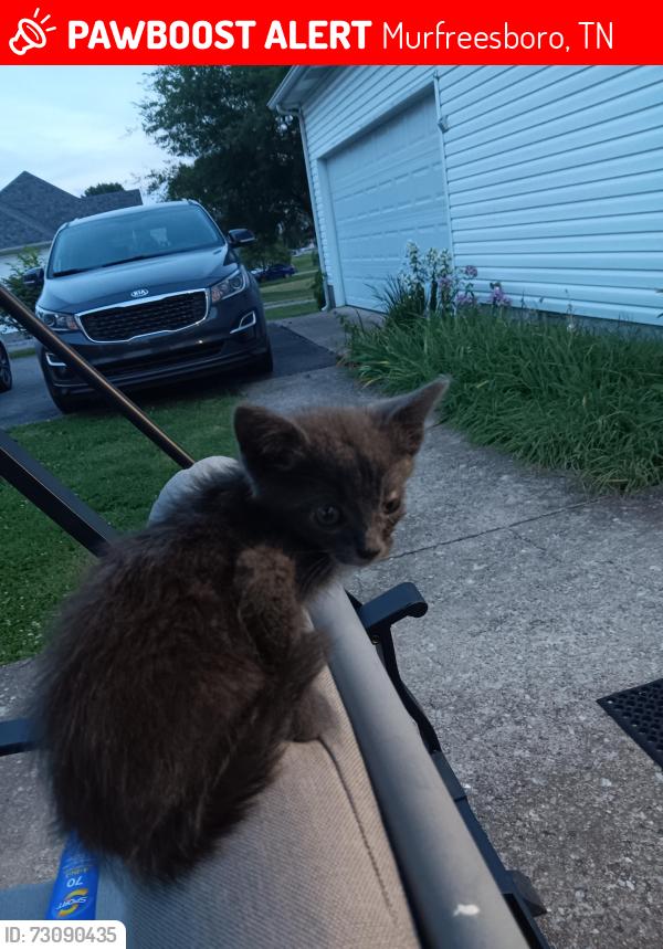 Lost Male Cat last seen My hse, Murfreesboro, TN 37127