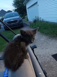 Lost Male Cat last seen My hse, Murfreesboro, TN 37127