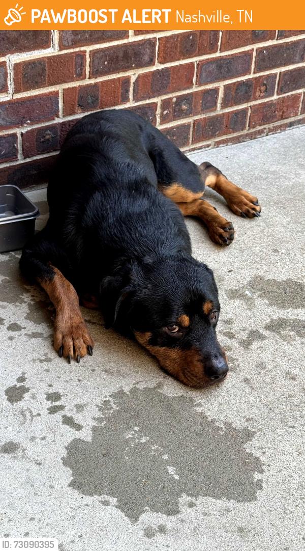 Found/Stray Male Dog last seen Billingsgate Ct. and Billingsgate Rd, Nashville, TN 37013