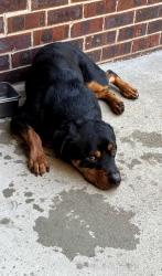 Found/Stray Male Dog last seen Billingsgate Ct. and Billingsgate Rd, Nashville, TN 37013
