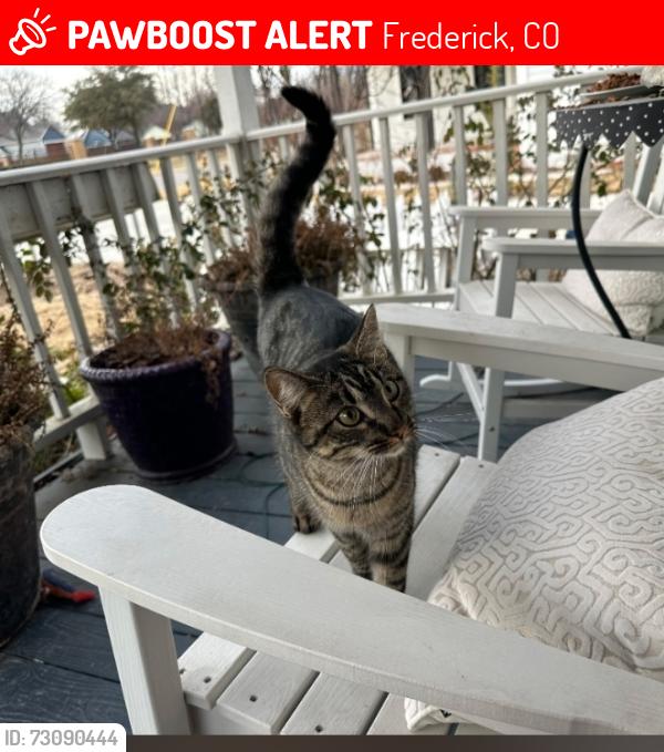 Lost Female Cat last seen 6th & Elm, Frederick, CO 80530