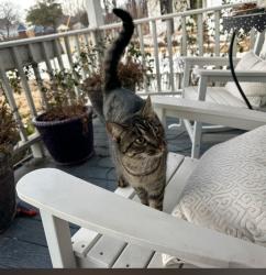 Lost Female Cat last seen 6th & Elm, Frederick, CO 80530