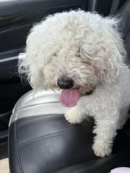Found/Stray Male Dog last seen 21st amidon, Wichita, KS 67203