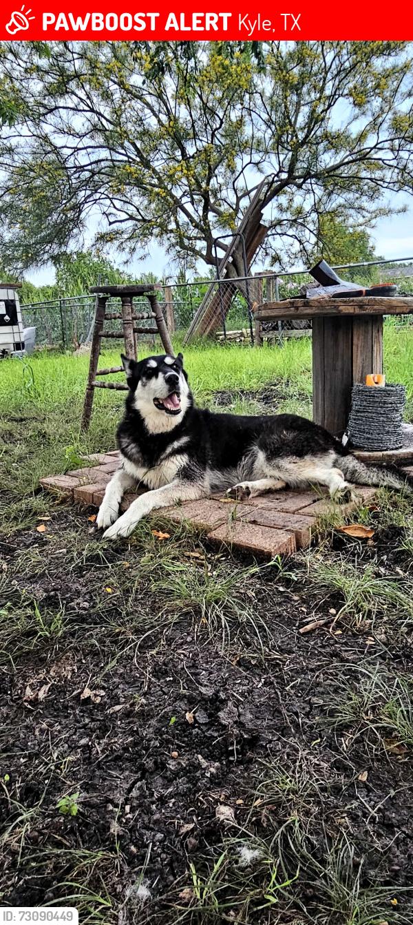 Lost Female Dog last seen High road, Kyle, TX 78640