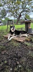 Lost Female Dog last seen High road, Kyle, TX 78640
