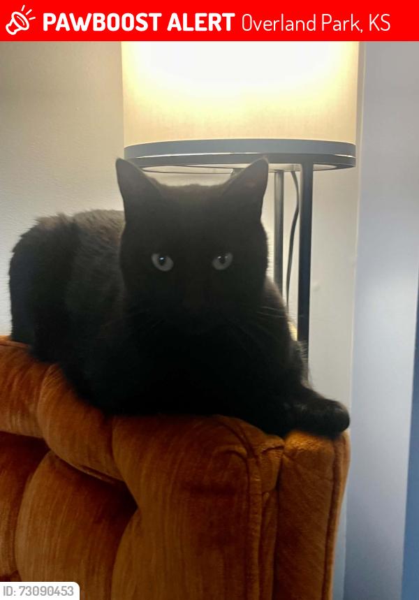 Lost Male Cat last seen Thompson park, Overland Park, KS 66212