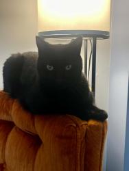 Lost Male Cat last seen Thompson park, Overland Park, KS 66212