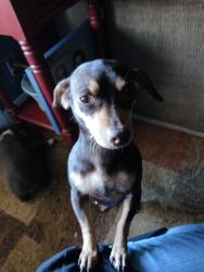 Lost Female Dog last seen In Nederland by Tammy's bar, Nederland, TX 77627
