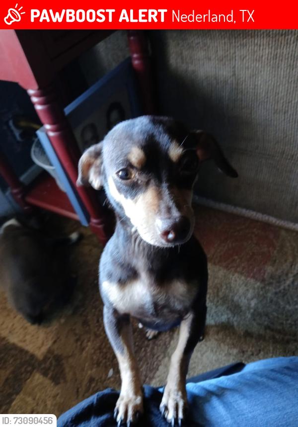 Lost Female Dog last seen In Nederland by Tammy's bar, Nederland, TX 77627