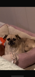 Reunited Female Dog last seen Near hemlock st, Houston, TX 77087