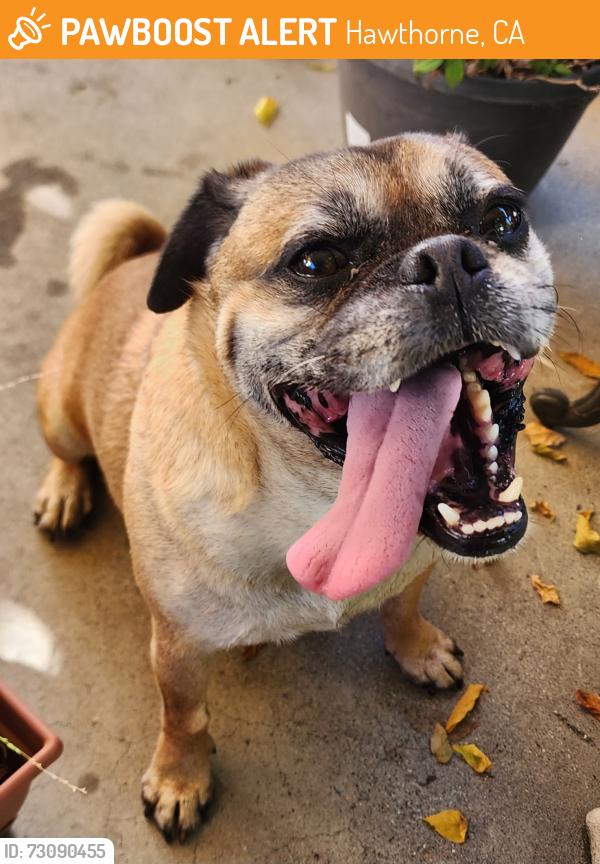 Found/Stray Male Dog last seen Prairie & Marine, Hawthorne, CA 90260