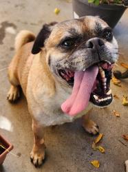 Found/Stray Male Dog last seen Prairie & Marine, Hawthorne, CA 90260