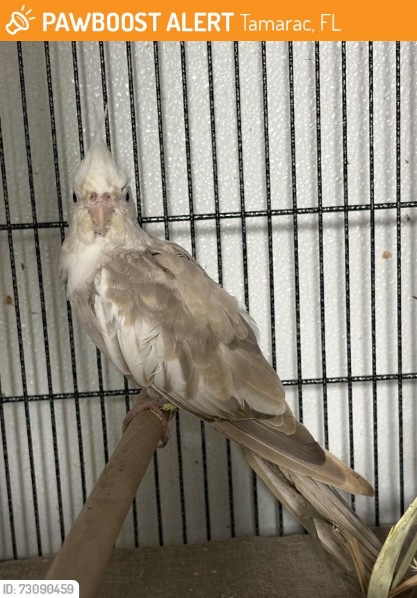 Found/Stray Unknown Bird last seen Near 64th and Bailey road, Tamarac, Tamarac, FL 33319