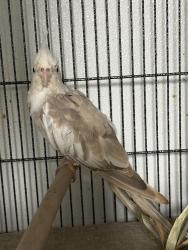Found/Stray Unknown Bird last seen Near 64th and Bailey road, Tamarac, Tamarac, FL 33319