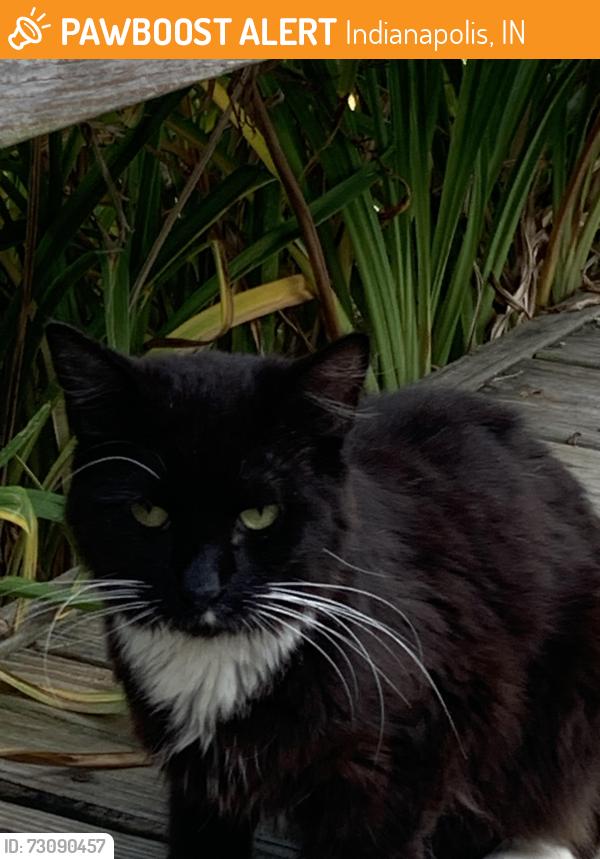 Found/Stray Unknown Cat last seen Banta and Madison Homecroft, Indianapolis, IN 46227