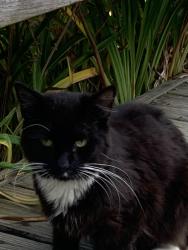 Found/Stray Unknown Cat last seen Banta and Madison Homecroft, Indianapolis, IN 46227