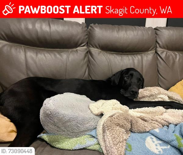 Lost Male Dog last seen Franklin rd, Skagit County, WA 98273