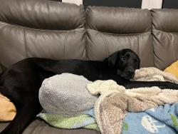 Lost Male Dog last seen Franklin rd, Skagit County, WA 98273
