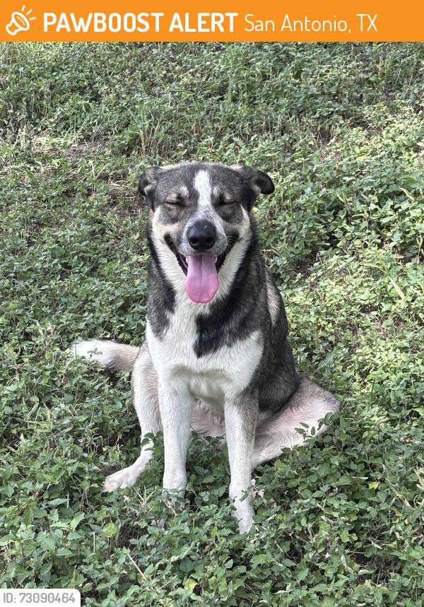 Found/Stray Male Dog last seen Bindsell and Batcave, San Antonio, TX 78266
