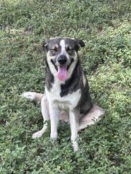 Found/Stray Male Dog last seen Bindsell and Batcave, San Antonio, TX 78266