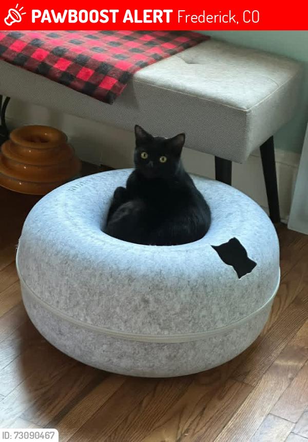 Lost Female Cat last seen 6th & Elm, Frederick, CO 80530