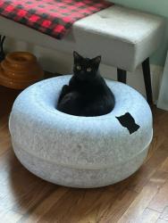 Lost Female Cat last seen 6th & Elm, Frederick, CO 80530
